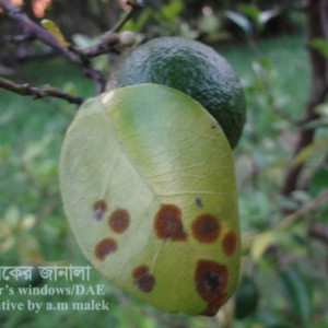 কমলার লাল মরিচা রোগ